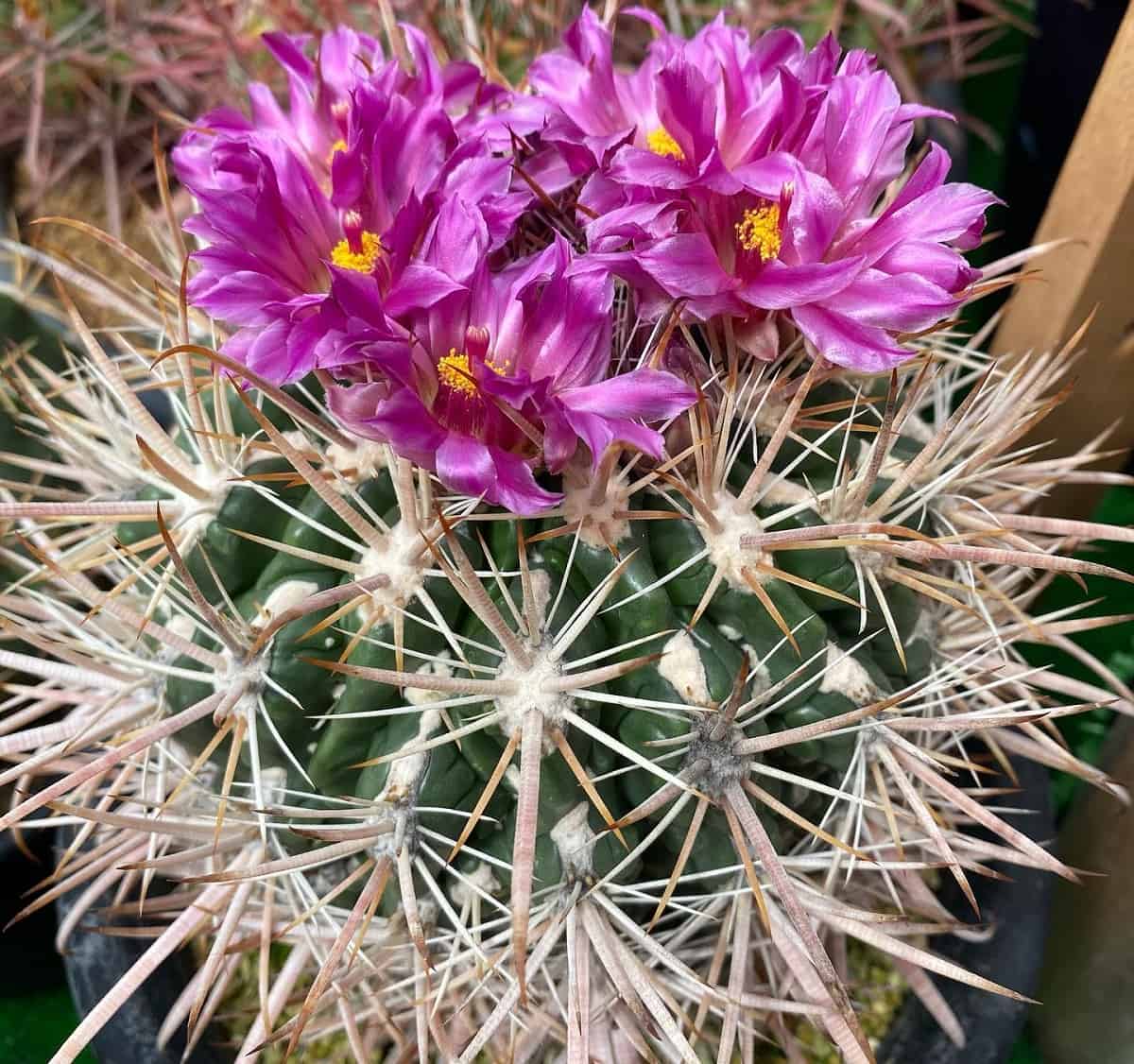 Ferocactus fordii: A Pint-Sized Cactus with Massive Presence ...