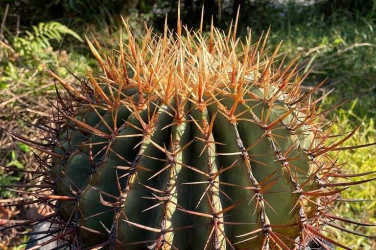 ferocactus histrix: care and propagation guide