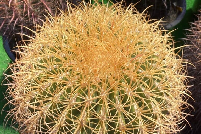 ferocactus johnstonianus: care and propagation guide