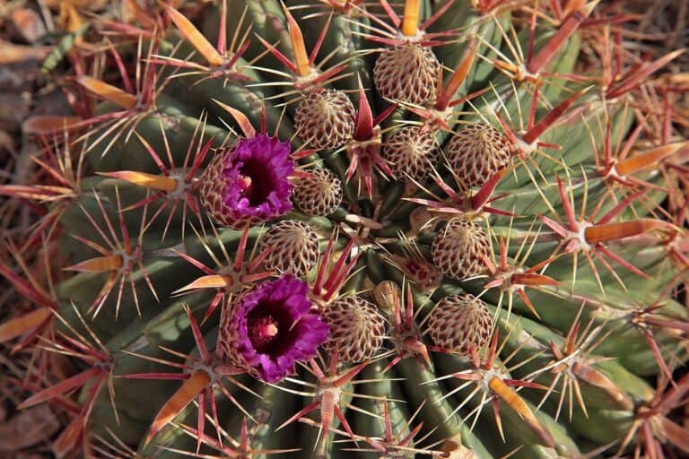 devil’s tongue cactus (ferocactus latispinus care guide)