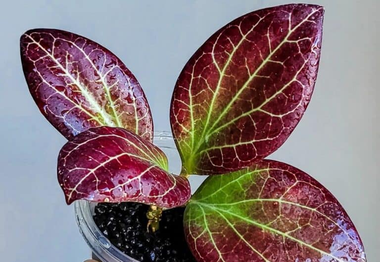 hoya nicholsoniae: the red-hot beauty that’ll make your garden sizzle
