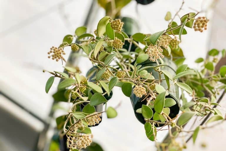 hoya nummularioides: care and propagation guide