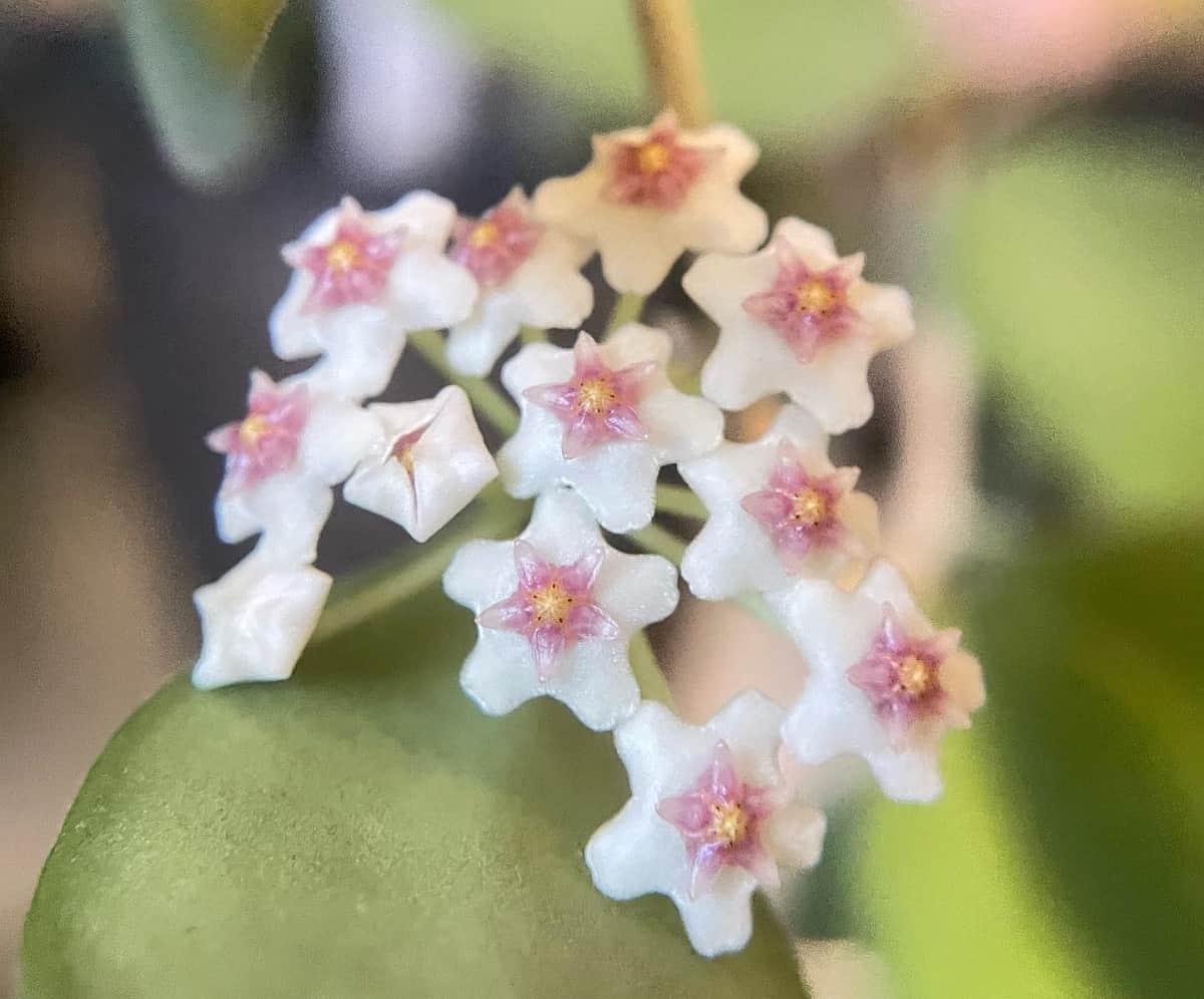 Hoya nummularioides: The Trendy Vining Beauty You Can't Resist ...