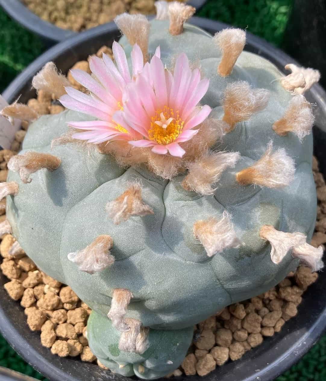 16 Lophophora Cactus Varieties You’ve Never Seen Before | Succulent Alley