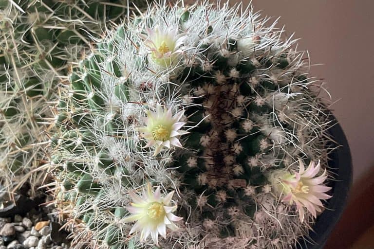 mammillaria nejapensis (silver arrow cactus): care and propagation guide