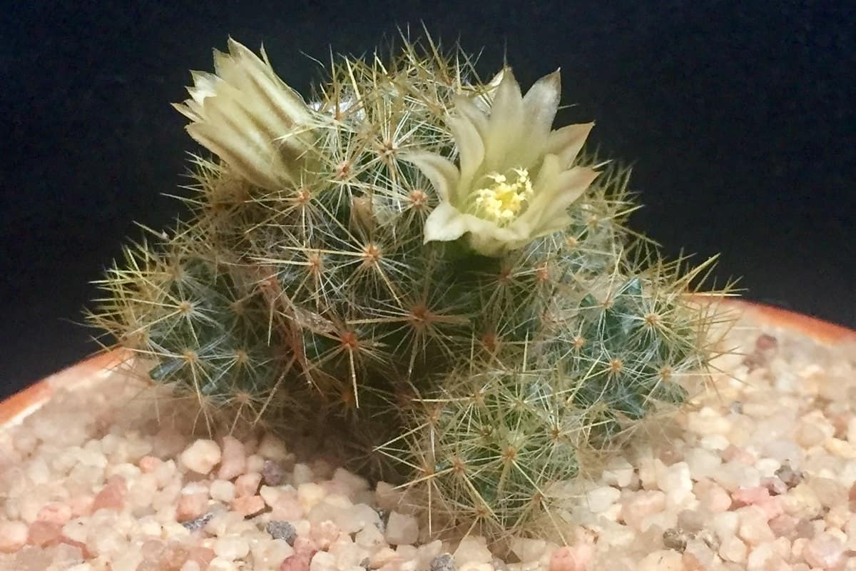 Mammillaria prolifera: The Cactus That Will Transform Your Garden ...