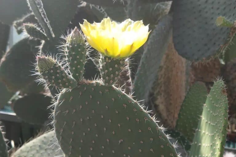opuntia leucotricha: care and propagation guide