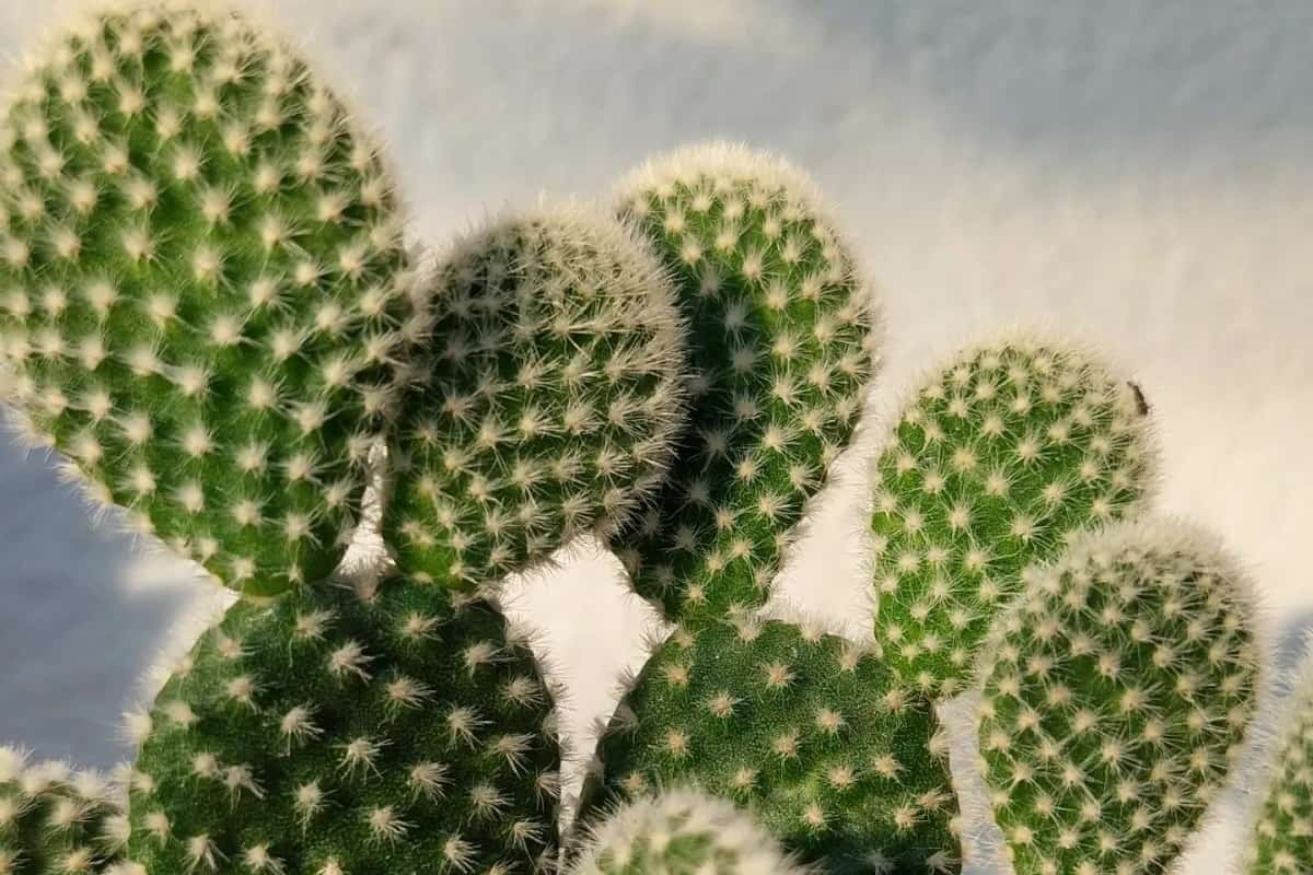 Opuntia microdasys Albata The Furry Cactus That Will Make You Think