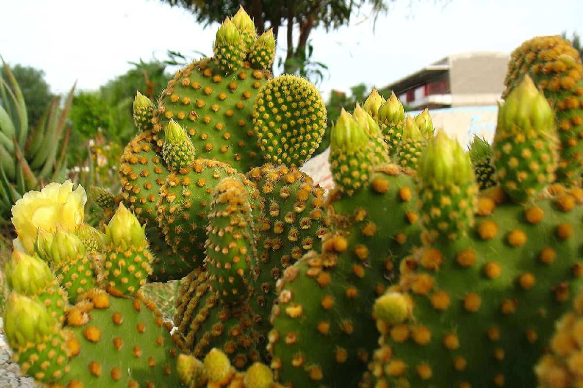 Opuntia microdasys The GoldenHaired Beauty of the Cactus World