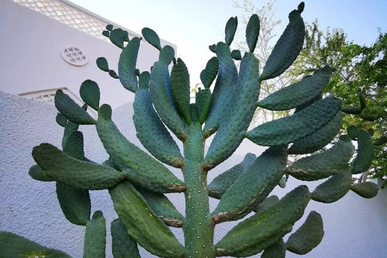 opuntia rubescens (road kill cactus): care and propagation guide