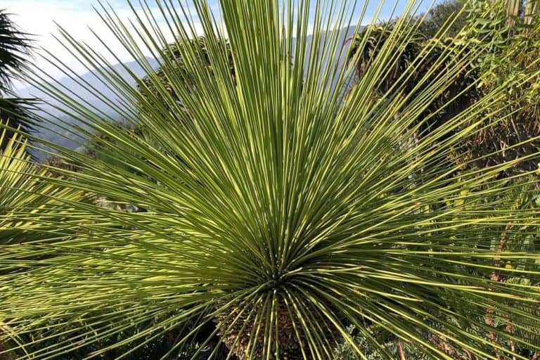 yucca queretaroensis: care and propagation guide
