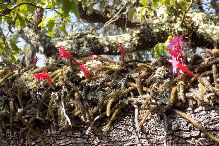 creeping cereus