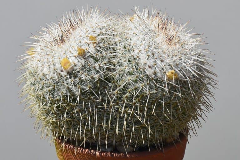 mammillaria parkinsonii (owl eye cactus): care and propagation guide