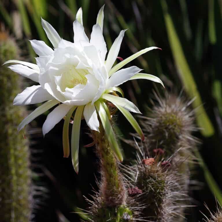 Torch Cactus Care 101 A StepbyStep Guide Succulent Alley