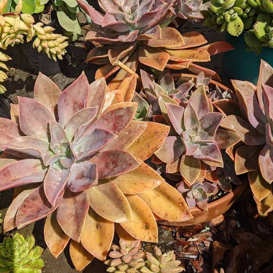 graptoveria ‘fred ives’