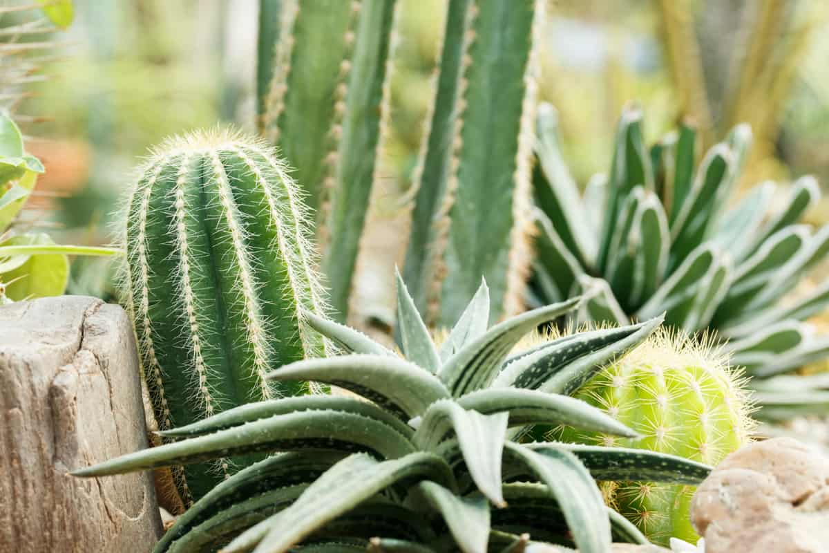 Combining Cacti and Succulents A Gardener's Guide Succulent Alley