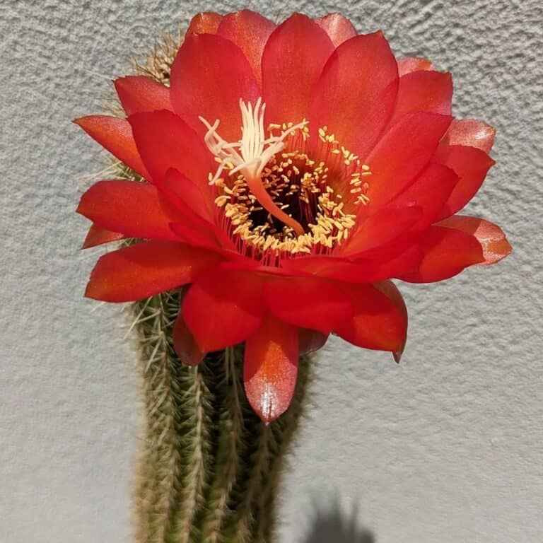 Torch Cactus Care 101: A Step-by-Step Guide | Succulent Alley
