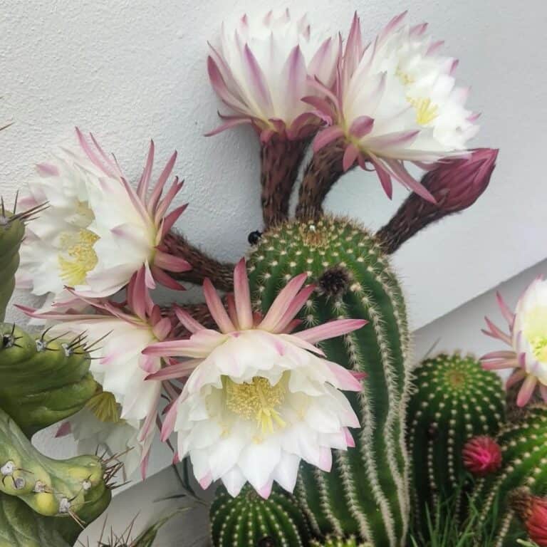 Torch Cactus Care 101: A Step-by-Step Guide | Succulent Alley