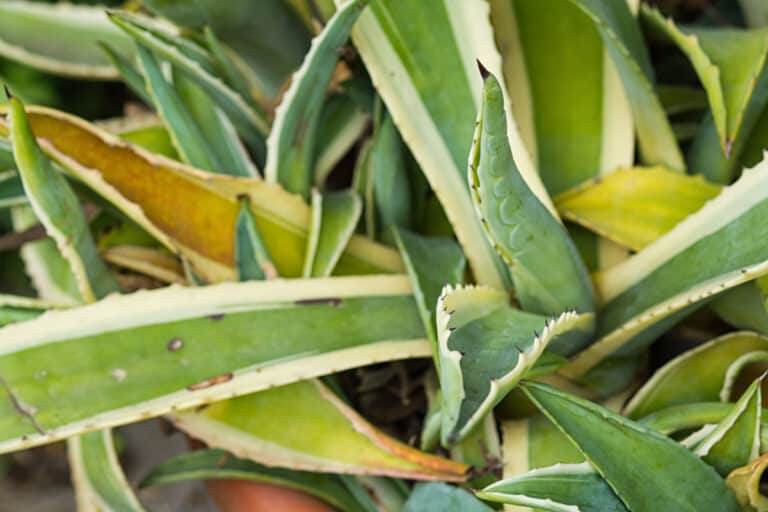 7 reasons for agave leaves turning yellow (solutions)