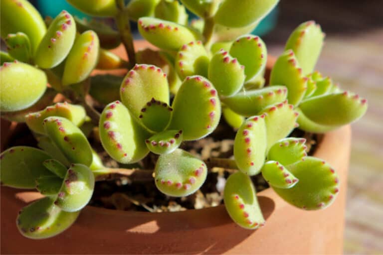 bear paw succulent propagation [cuttings, leaves, and seeds]