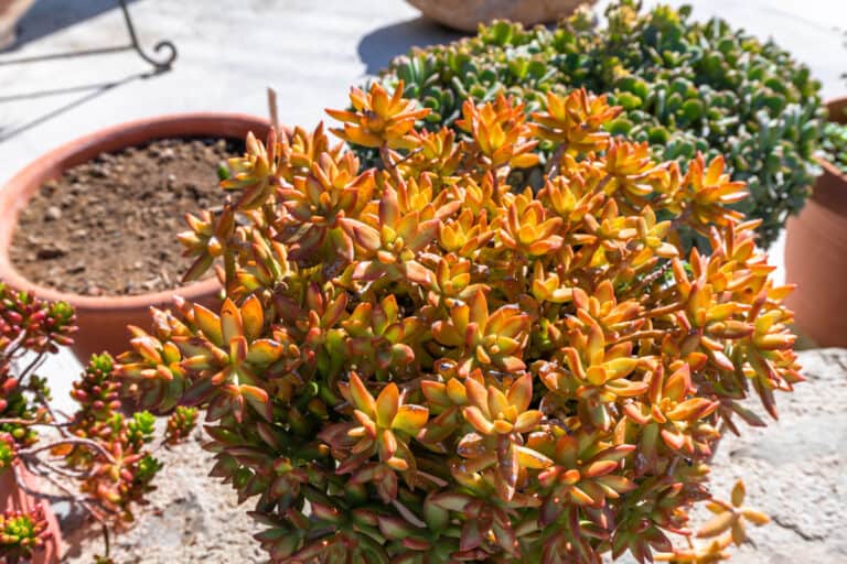 15 best succulents for full hot sun (with pictures)