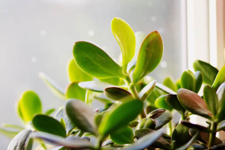 how to get rid of bugs on jade plants [6 types]