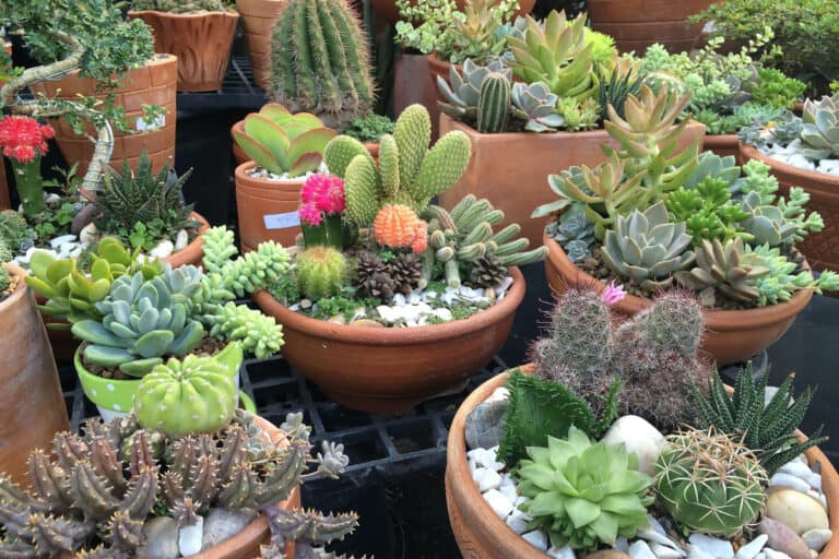can cactus and succulents be planted together?