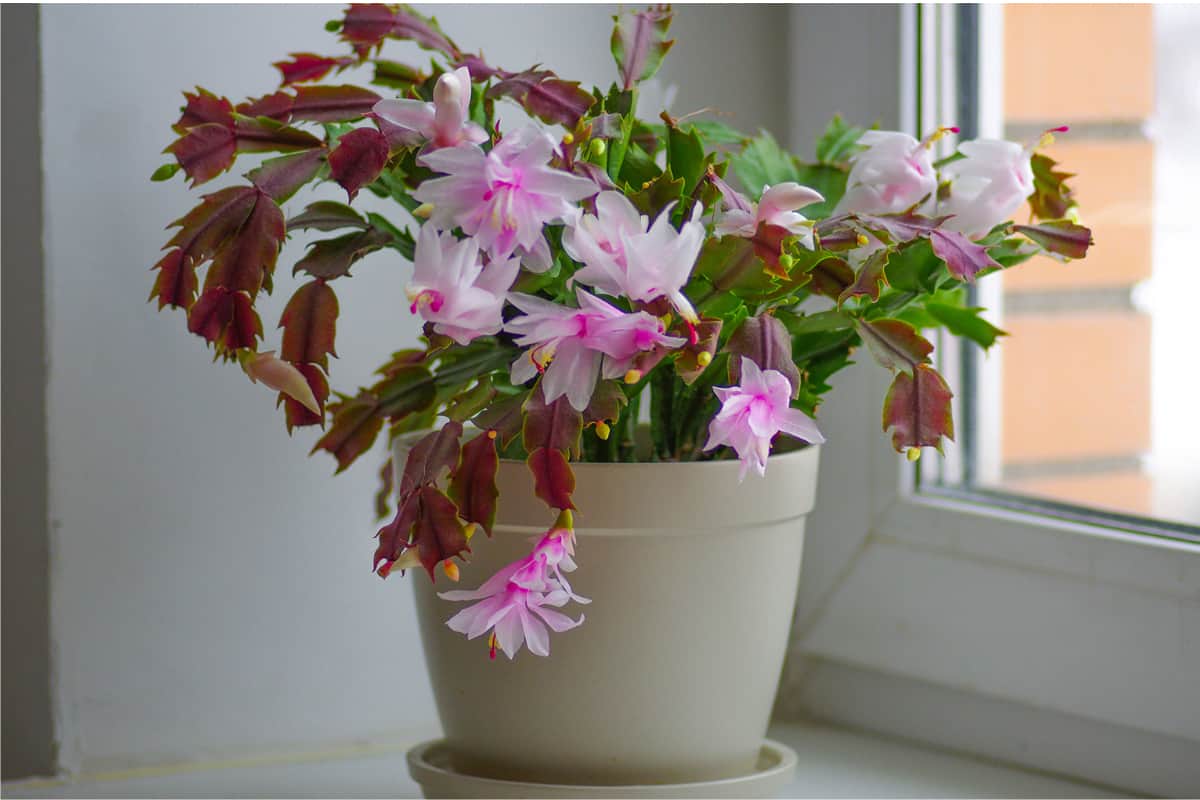 5-reasons-for-christmas-cactus-leaves-turning-purple-succulent-alley