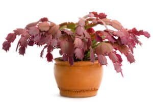 5 Reasons for Christmas Cactus Leaves Turning Purple | Succulent Alley