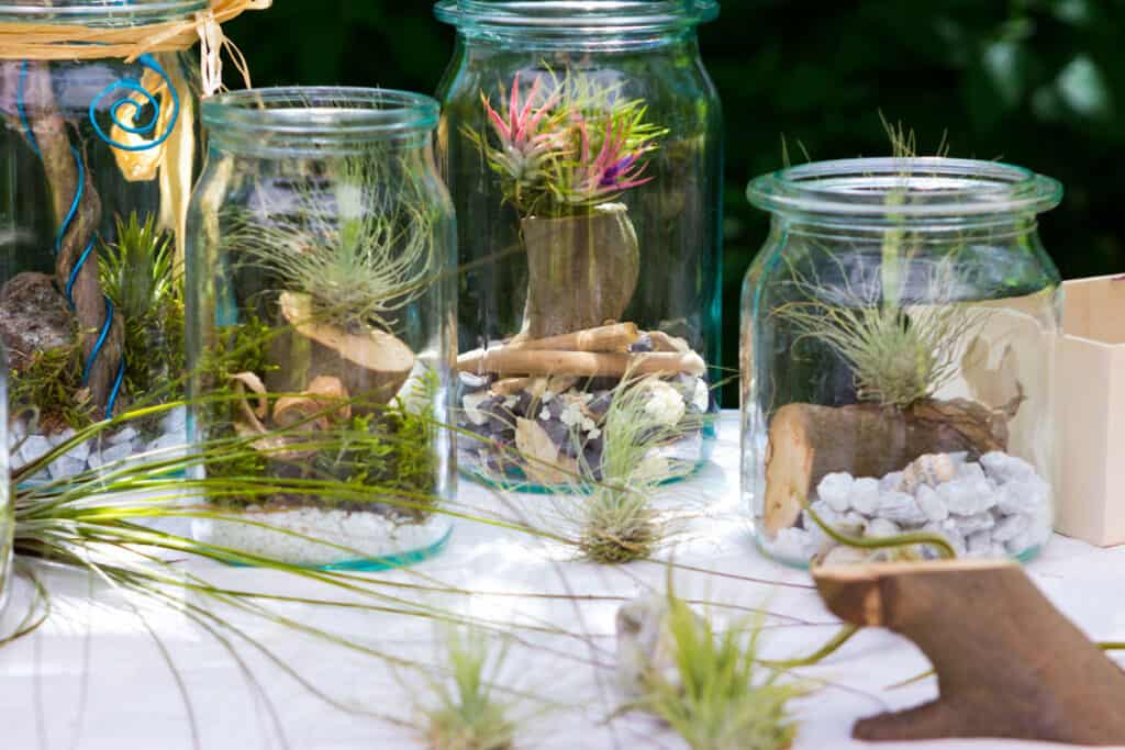 how to grow air plants from seed