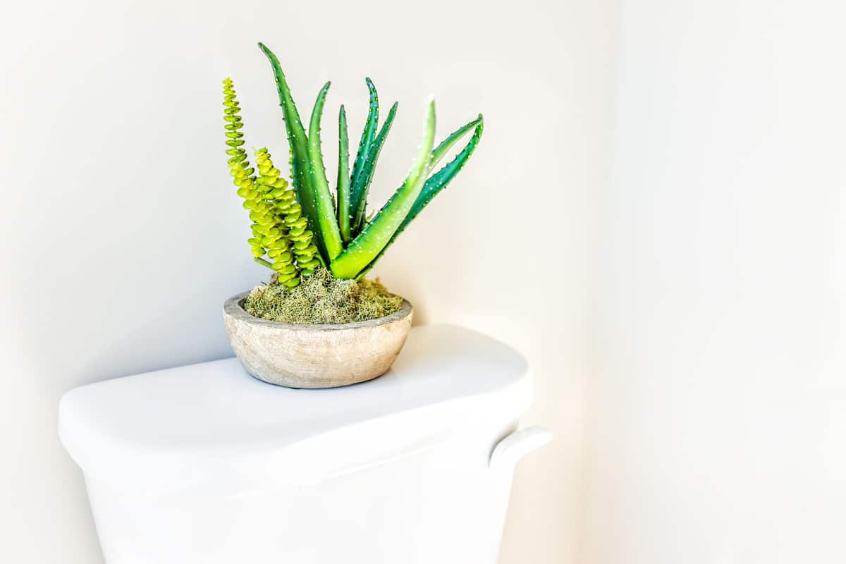 Growing Succulents In Bathroom What You Need To Know Succulent Alley
