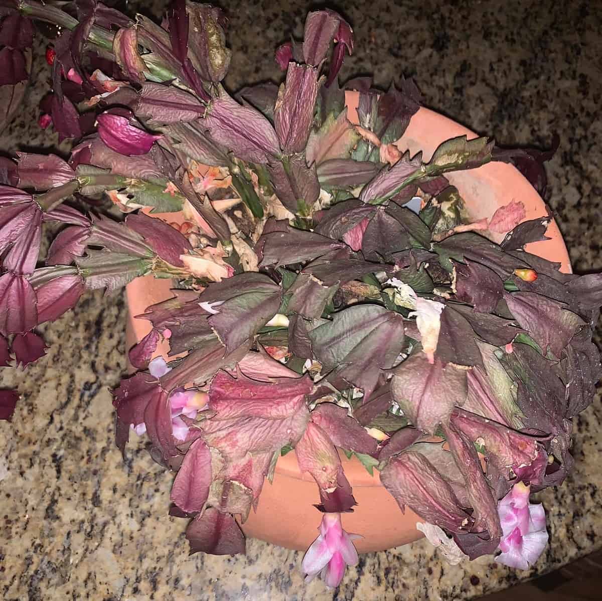 10 Tips On How To Revive A Christmas Cactus Succulent Alley