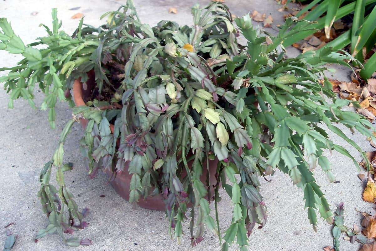 10 Tips On How To Revive A Christmas Cactus Succulent Alley