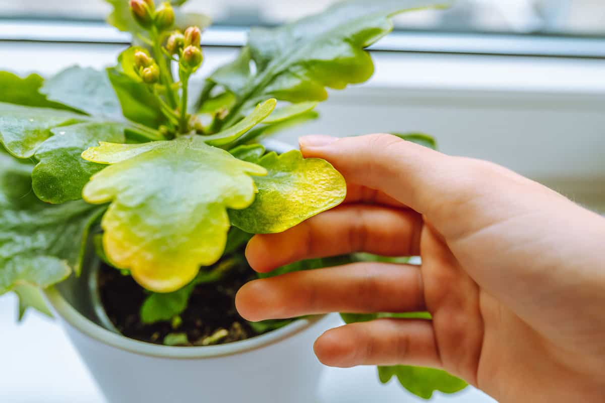 Why Are My Kalanchoe Leaves Turning Yellow And Turning Brown 