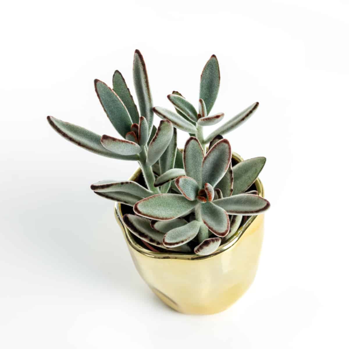 Growing Succulents In Bathroom – What You Need To Know | Succulent Alley