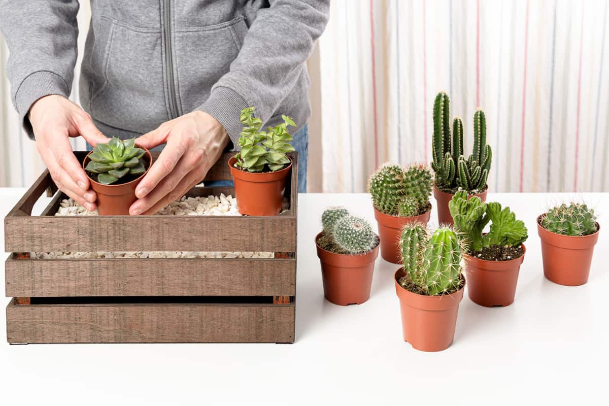 Combining Cacti and Succulents A Gardener's Guide Succulent Alley