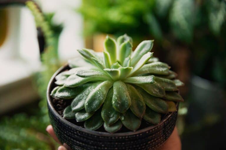 10 reasons for succulent leaves curling (solutions)