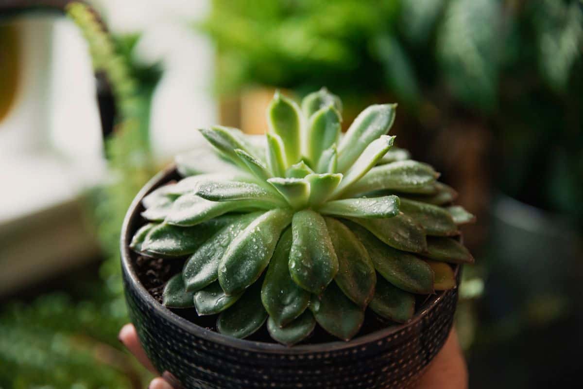 Succulent Leaf Curling Causes and Effective Solutions Succulent Alley