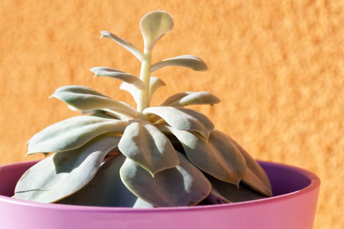 Succulent Leaf Curling Causes and Effective Solutions Succulent Alley