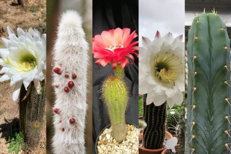 torch cactus care: how to grow 5 types of torch cacti