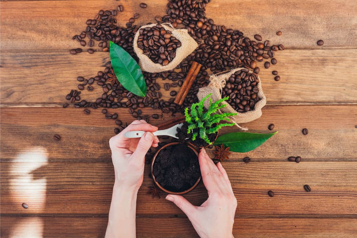 The Surprising Truth About Feeding Coffee to Your Succulents