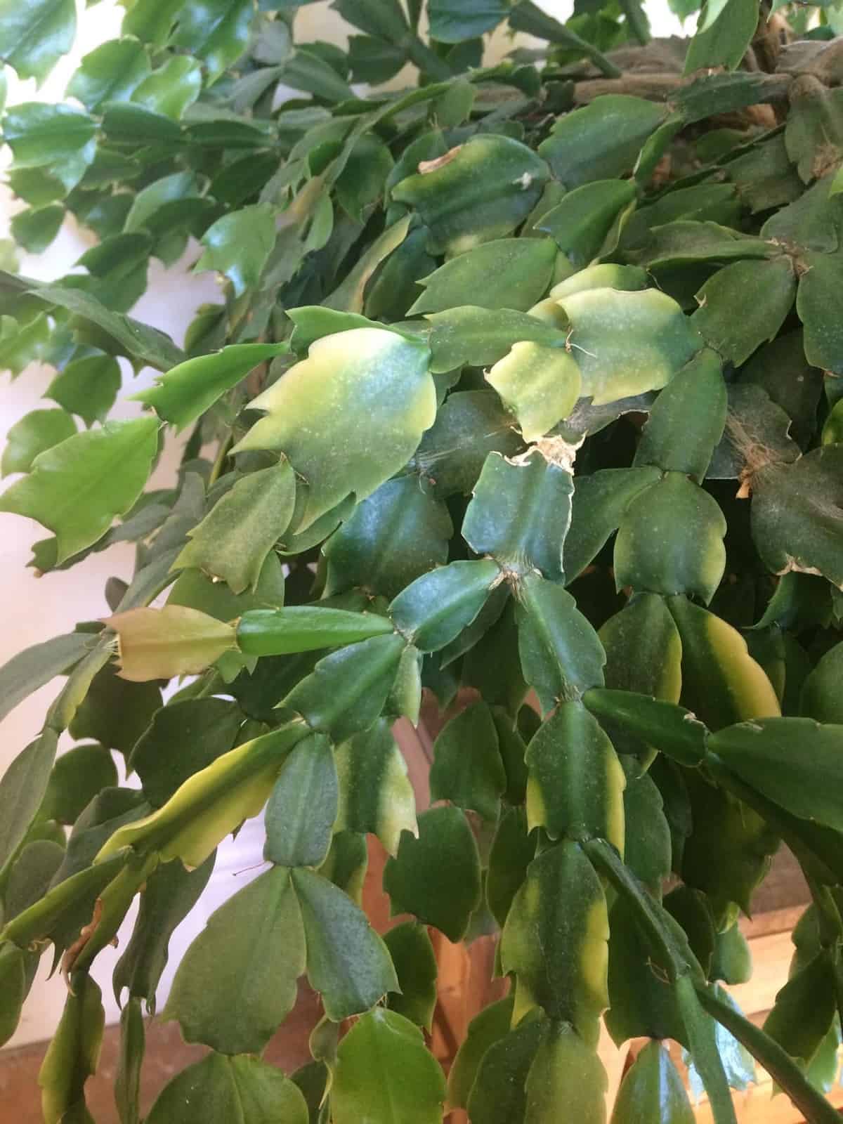 10 Tips On How To Revive A Christmas Cactus Succulent Alley