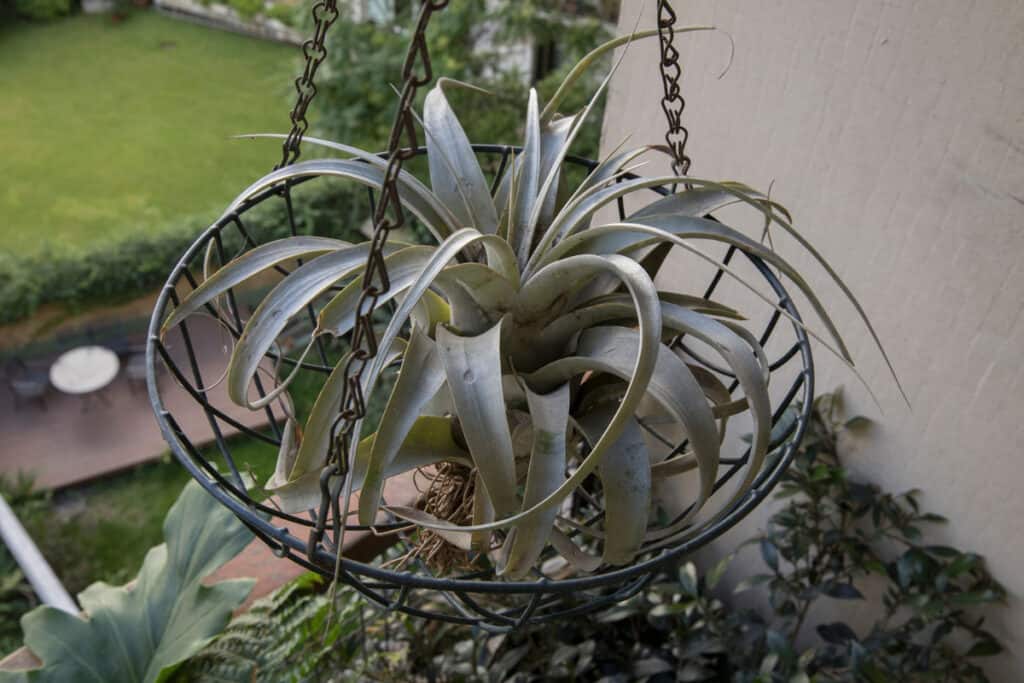 xerographica air plant care