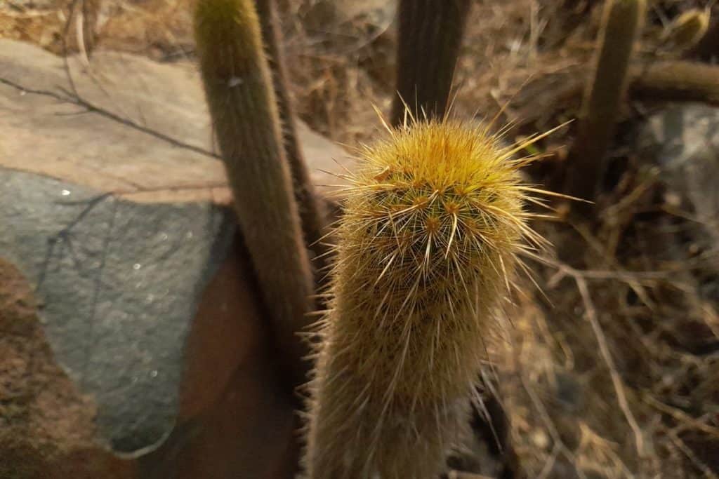 cereus versicolor