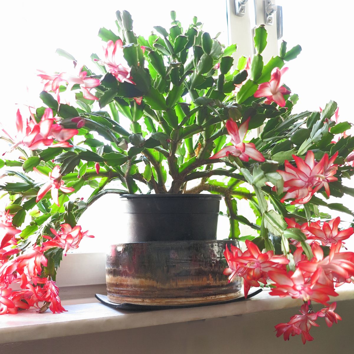 Recommended Pots for Healthy Christmas Cacti | Succulent Alley