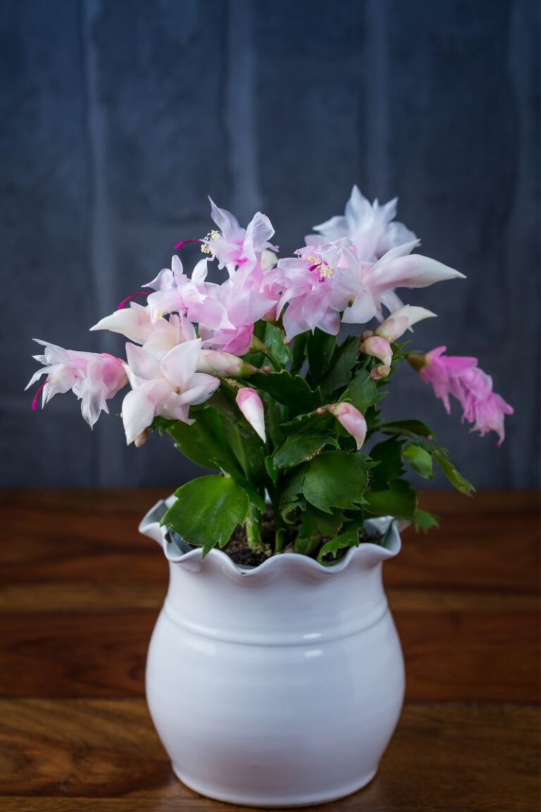 Pots for Healthy Christmas Cacti Succulent Alley