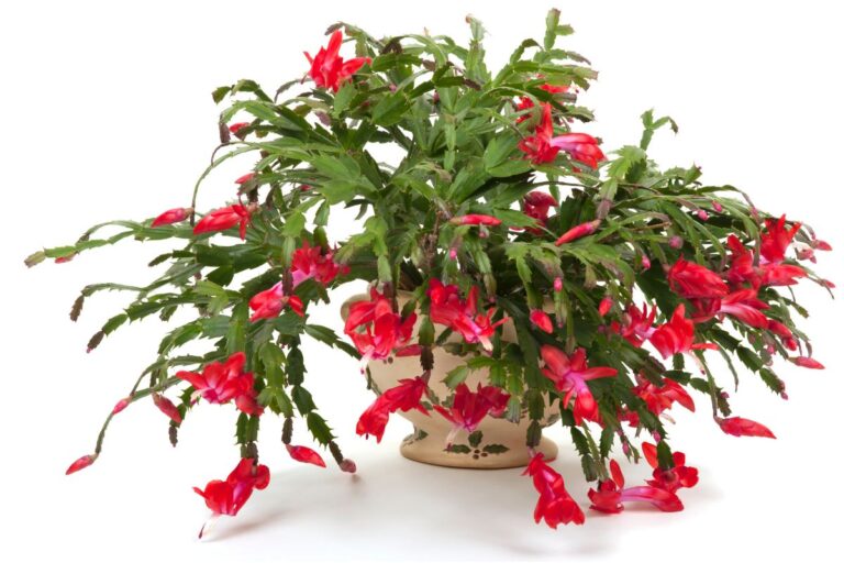 choosing the ideal pot for your christmas cactus