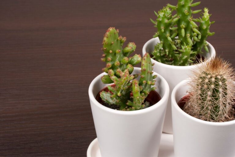5 best pots for cactus (buyer’s guide)