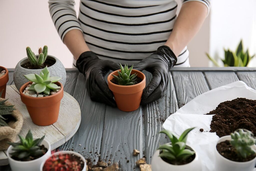 how often to replant succulents