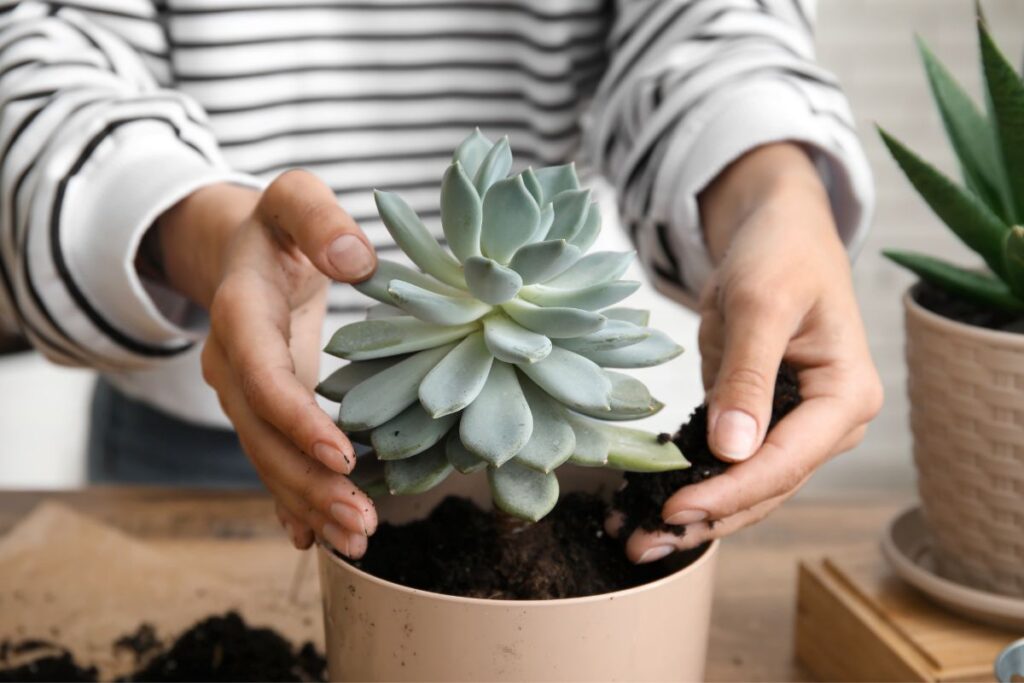 how to replant succulents into pots